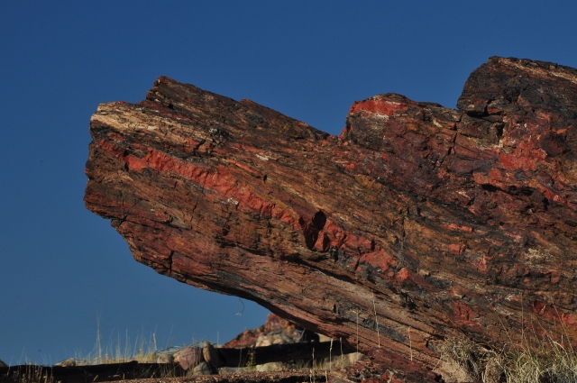 The Petrified Forest
